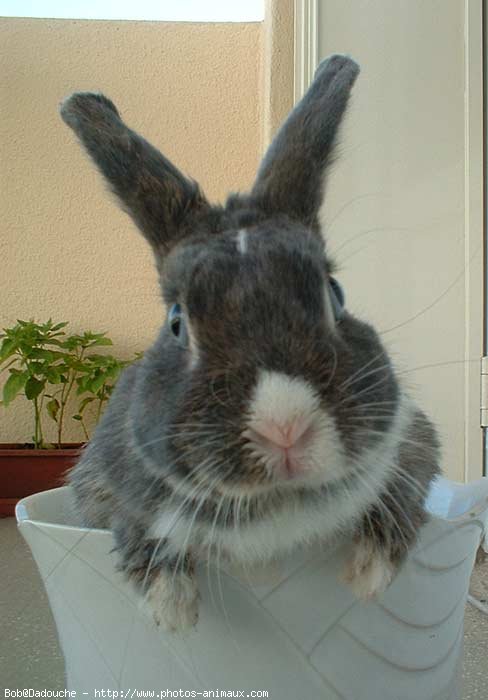 Photo de Lapin