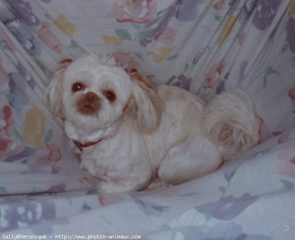 Photo de Shih tzu