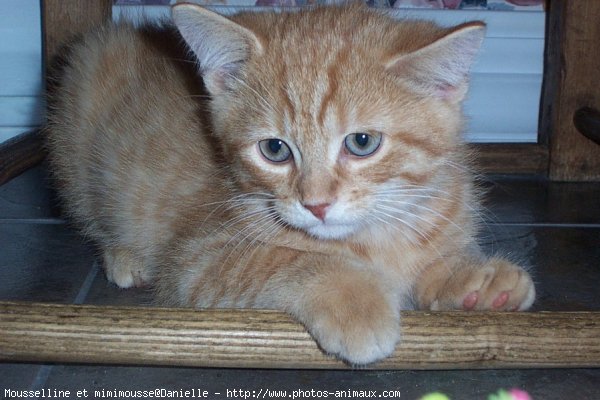 Photo de Chat domestique