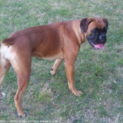 Photo de Boxer