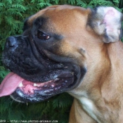 Photo de Boxer