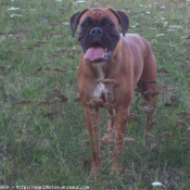 Photo de Boxer