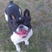 Photo de Bouledogue franais