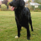 Photo de Retriever  poil plat