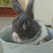 Photo de Lapin