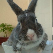 Photo de Lapin