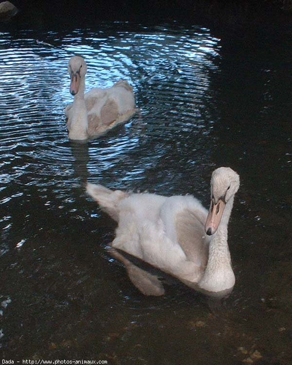 Photo de Cygne