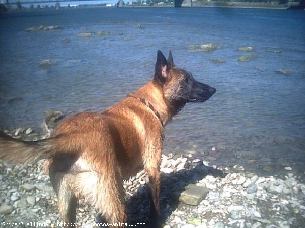 Photo de Berger belge malinois