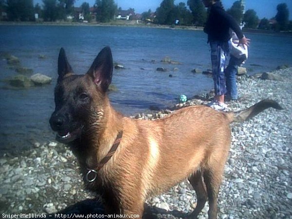 Photo de Berger belge malinois