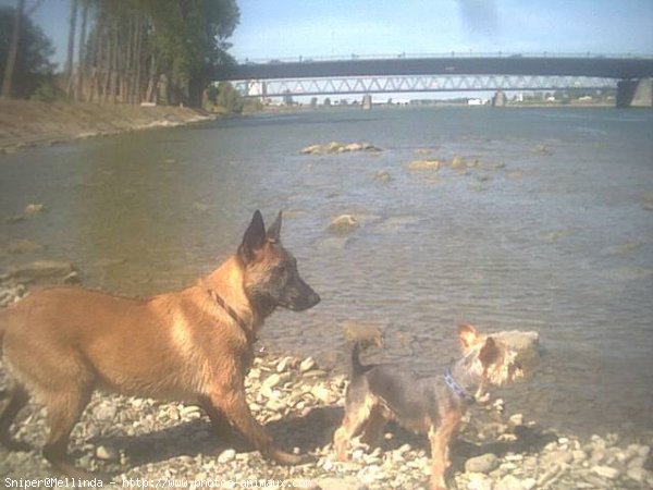 Photo de Berger belge malinois