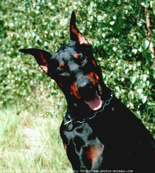 Photo de Dobermann