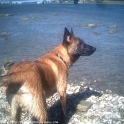 Photo de Berger belge malinois