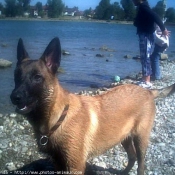 Photo de Berger belge malinois