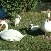 Photo de Cygne