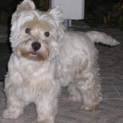 Photo de West highland white terrier