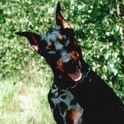 Photo de Dobermann