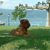 Photo de Dogue de bordeaux