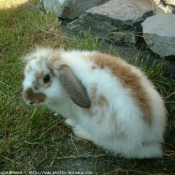 Photo de Lapin