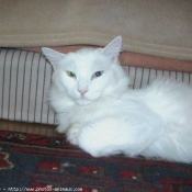 Photo d'Angora turc