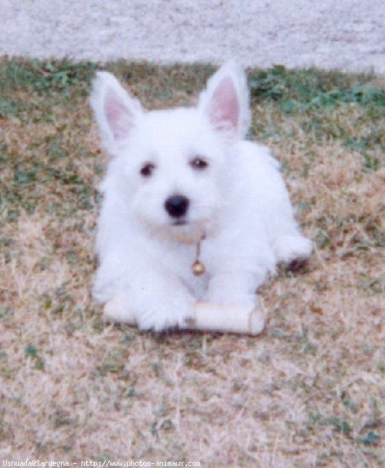 Photo de West highland white terrier