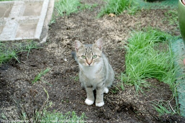 Photo de Chat domestique