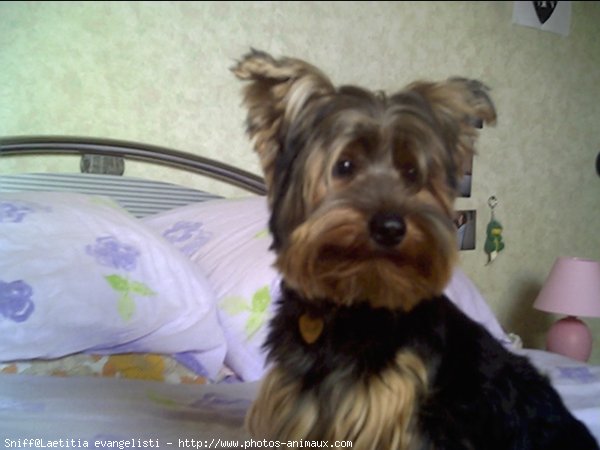 Photo de Yorkshire terrier