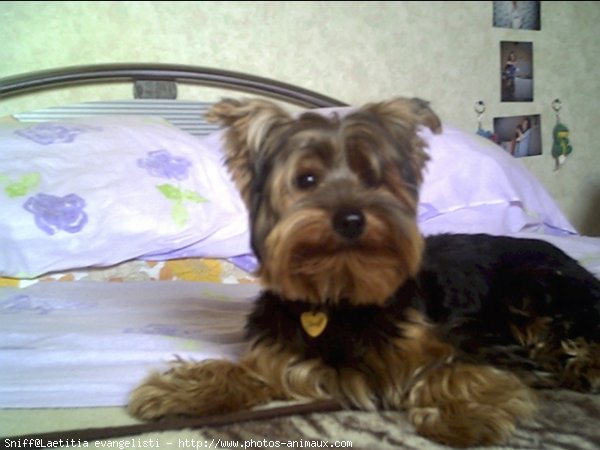 Photo de Yorkshire terrier