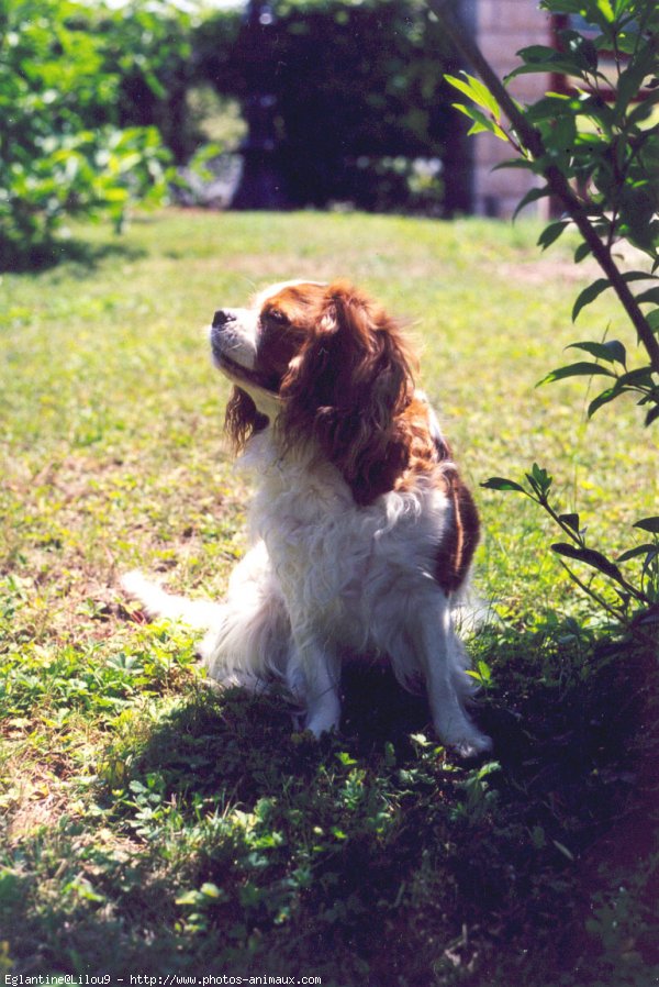 Photo de Cavalier king charles spaniel