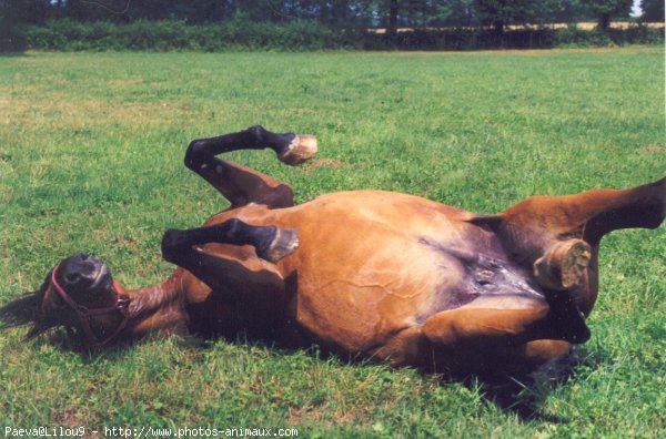 Photo de Trotteur franais