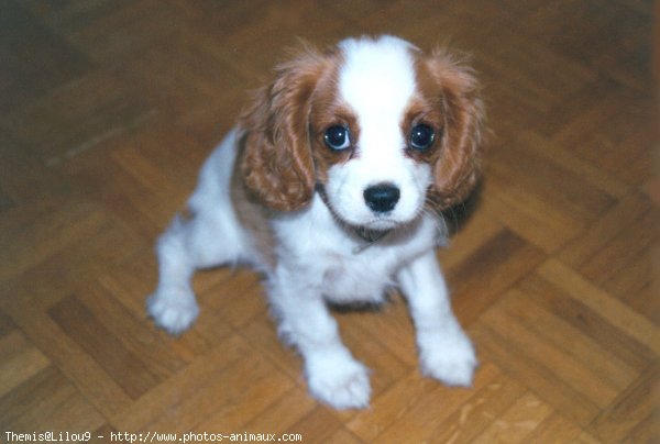 Photo de Cavalier king charles spaniel