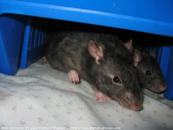 Photo de Rat