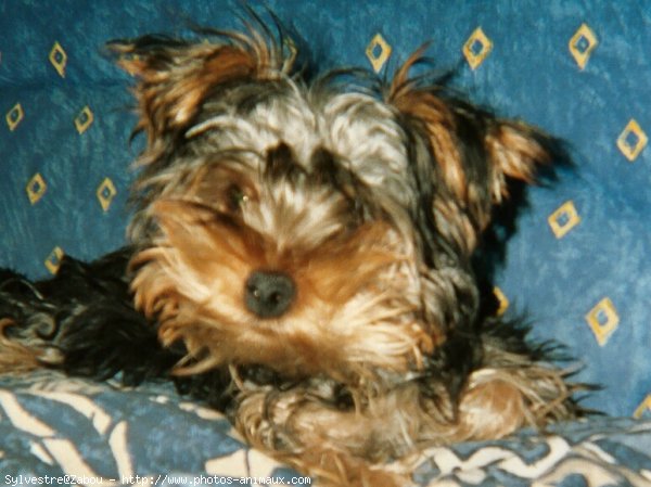 Photo de Yorkshire terrier