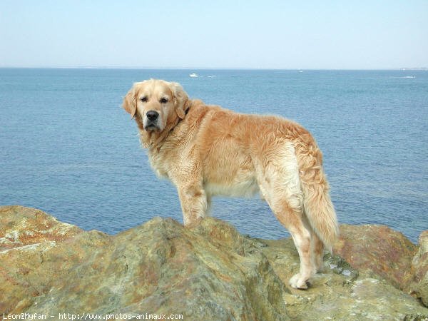 Photo de Golden retriever