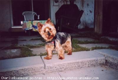 Photo de Yorkshire terrier