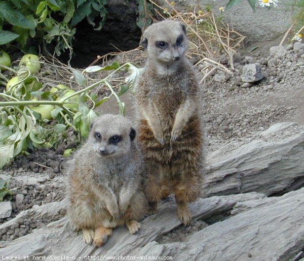 Photo de Suricate