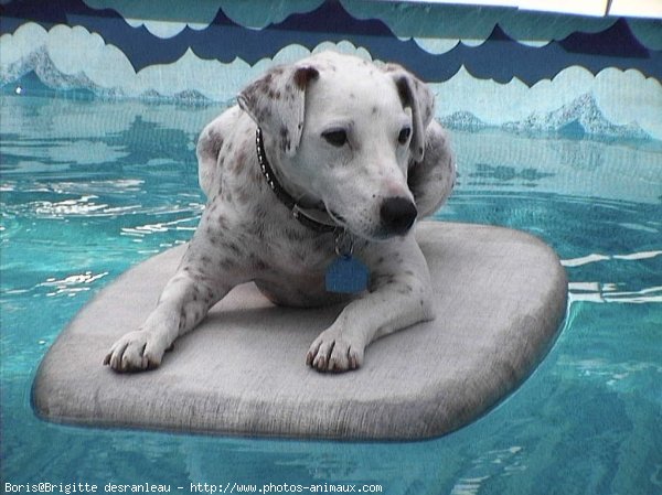 Photo de Jack russell terrier