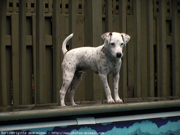 Photo de Jack russell terrier