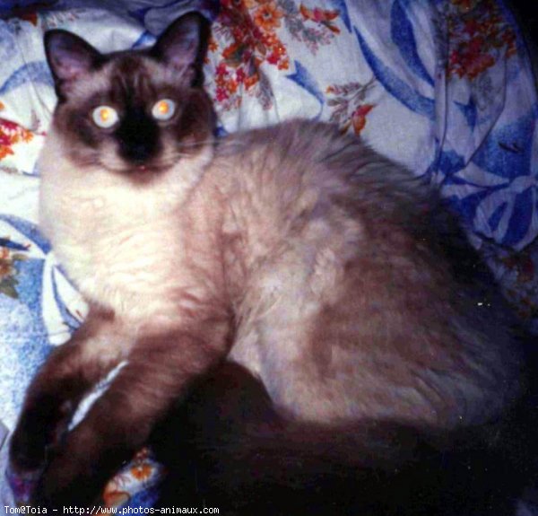 Photo de Sacr de birmanie