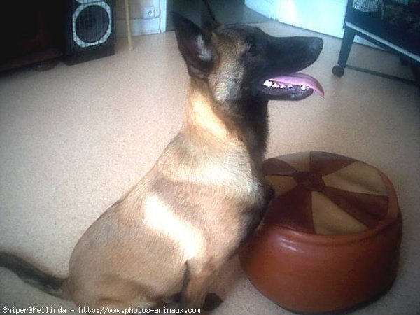 Photo de Berger belge malinois