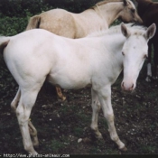 Photo de Palomino