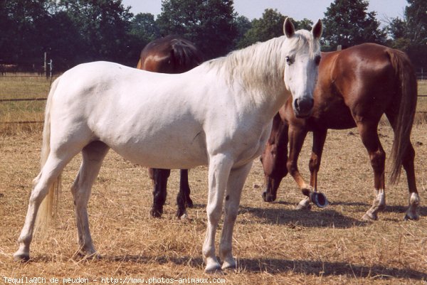 Photo de Camargue