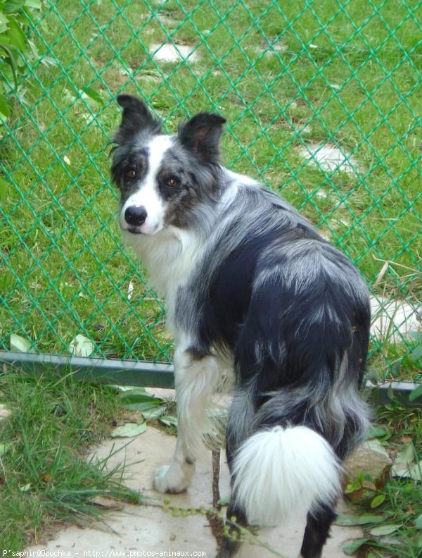 Photo de Border collie