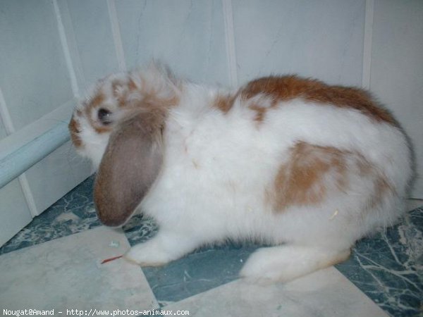 Photo de Lapin