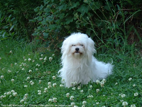 Photo de Bichon maltais