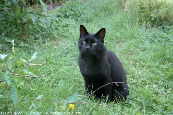 Photo de Chat domestique