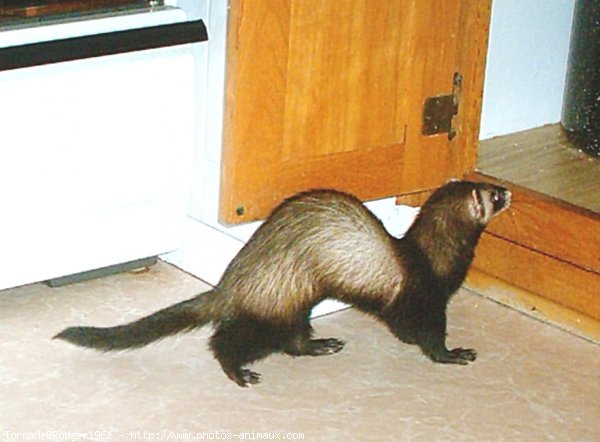 Photo de Furet