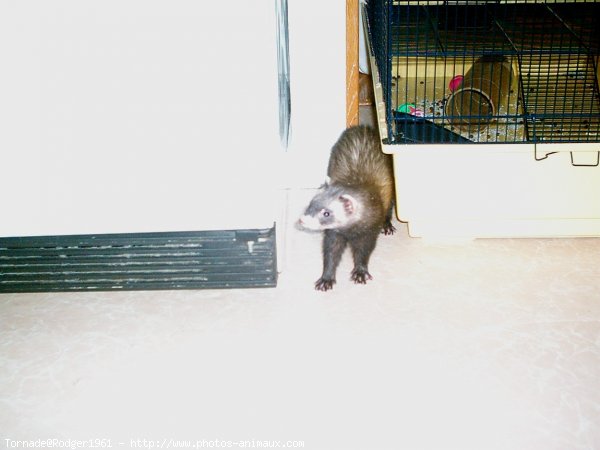 Photo de Furet