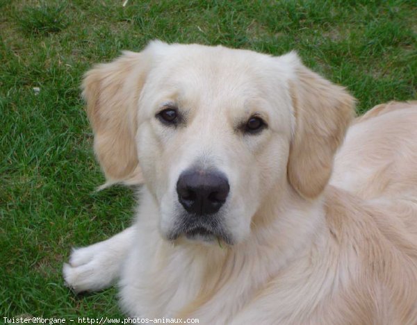 Photo de Golden retriever