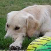 Photo de Golden retriever