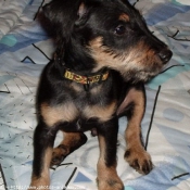 Photo de Jagdterrier allemand